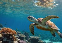 Zwemmer met zeeschildpad onder water